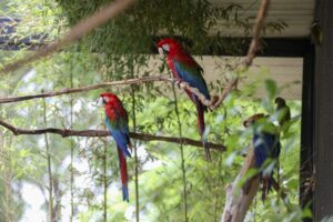 Aviário de imersão do Zoológico é fechado temporariamente para bem-estar de araras em período reprodutivo