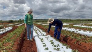 De trabalhadores rurais a proprietários que se tornaram referência na produção agrícola
