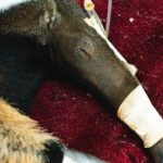 DF é referência nacional no tratamento e reabilitação de animais silvestres