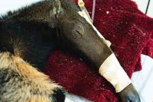 DF é referência nacional no tratamento e reabilitação de animais silvestres