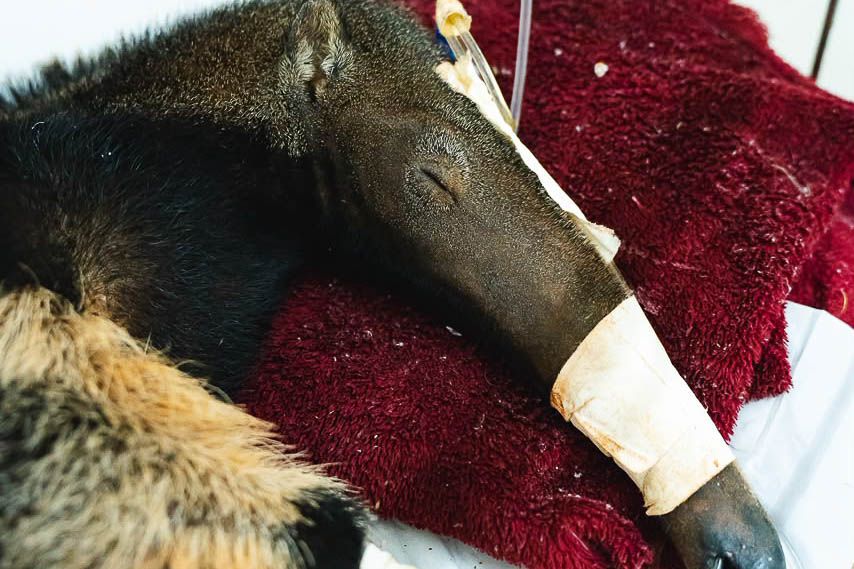 DF é referência nacional no tratamento e reabilitação de animais silvestres