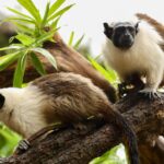 Dia dos Namorados: casais do Zoo ajudam a fortalecer conservação