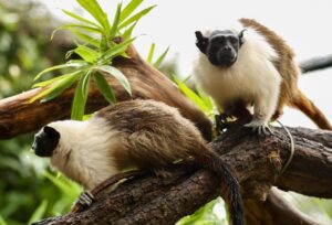 Dia dos Namorados: casais do Zoo ajudam a fortalecer conservação