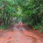 GDF investe R$ 16,8 milhões em ações ambientais durante o mês do Meio Ambiente
