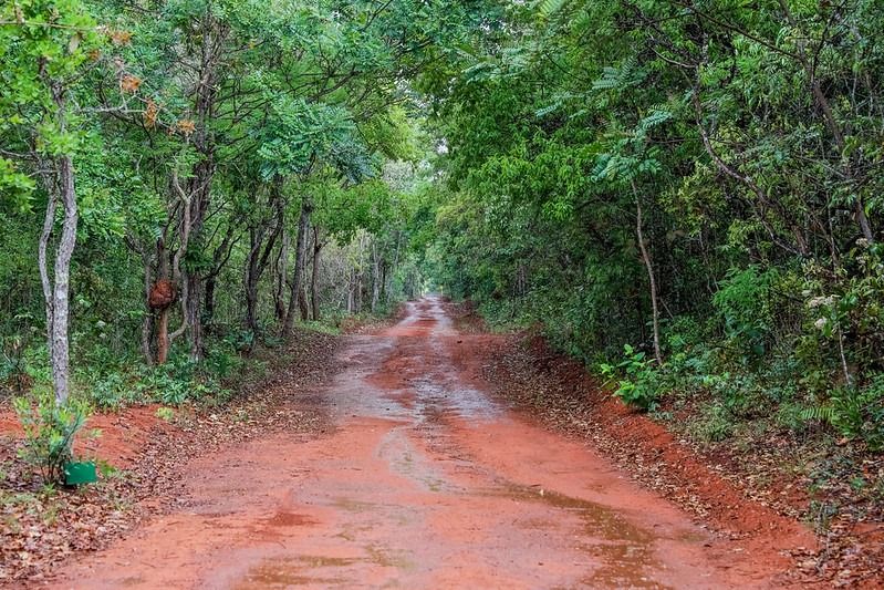 GDF investe R$ 16,8 milhões em ações ambientais durante o mês do Meio Ambiente