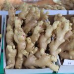Gengibre ganha data oficial no DF e reforça protagonismo de produtores da raiz