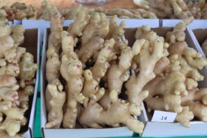 Gengibre ganha data oficial no DF e reforça protagonismo de produtores da raiz