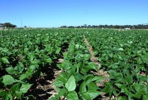 Goiás reduz em 60% tributação do feijão nas vendas para outros estados