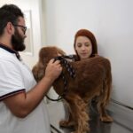 Hvep móvel leva atendimento veterinário gratuito ao Varjão