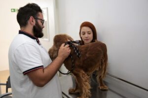 Hvep móvel leva atendimento veterinário gratuito ao Varjão
