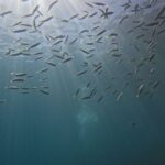 Novo relatório global reforça papel da ciência e destaca protagonismo brasileiro na proteção do oceano