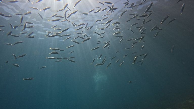 Novo relatório global reforça papel da ciência e destaca protagonismo brasileiro na proteção do oceano