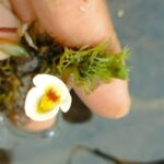 Planta carnívora rara reaparece após 80 anos, no Nordeste