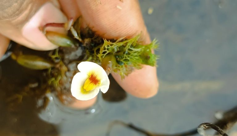 Planta carnívora rara reaparece após 80 anos, no Nordeste