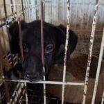 Polícia resgata animais em situação de maus-tratos e prende responsáveis