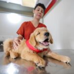 Projeto treina cães-guia para promover autonomia a deficientes visuais