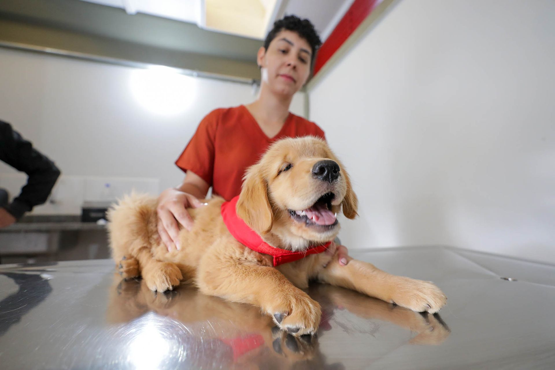 Projeto treina cães-guia para promover autonomia a deficientes visuais