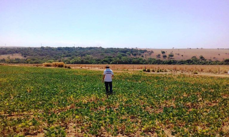 Vazio sanitário da soja começa em 27 de junho em Goiás