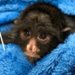 Zoológico intensifica proteção aos animais durante o frio com cobertores, mantas e abrigos reforçados