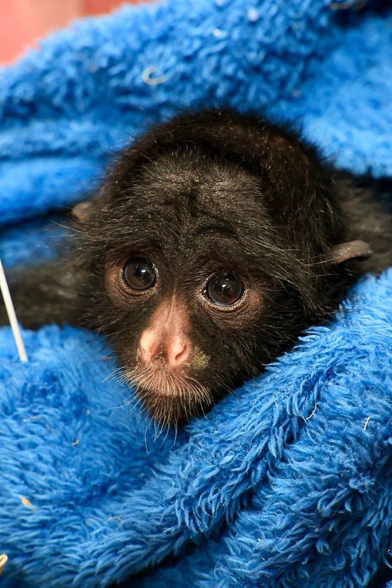 Zoológico intensifica proteção aos animais durante o frio com cobertores, mantas e abrigos reforçados