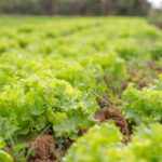Aberta chamada pública para compra de alimentos da agricultura familiar