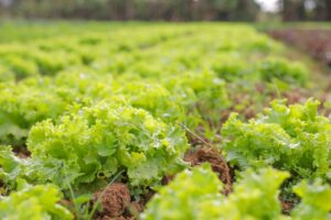 Aberta chamada pública para compra de alimentos da agricultura familiar