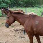 Animais soltos em vias públicas: saiba como denunciar e ajudar a evitar acidentes no DF