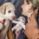 Campanha de castração de cães e gatos gratuita oferece 1.800 vagas na próxima semana
