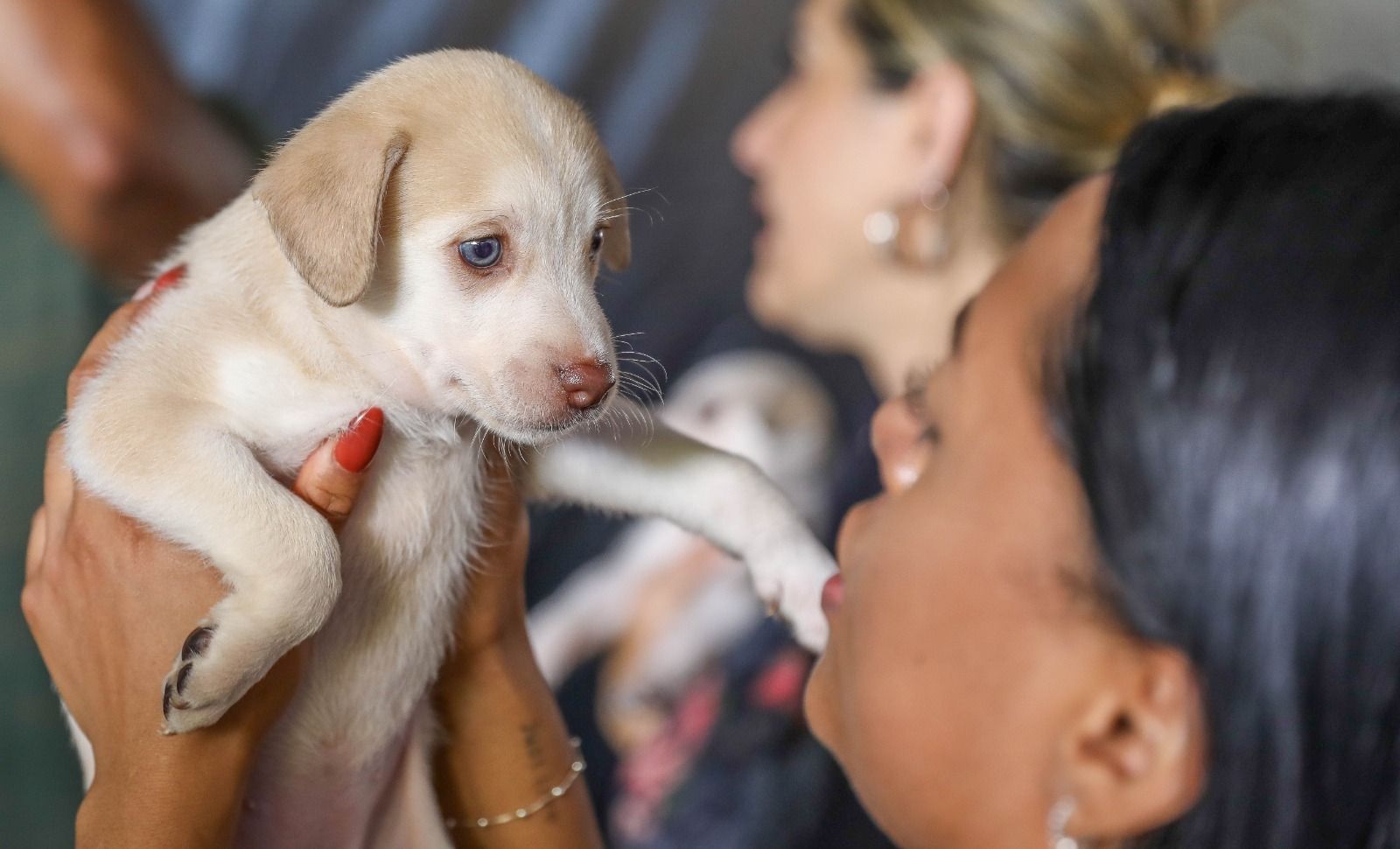 Campanha de castração de cães e gatos gratuita oferece 1.800 vagas na próxima semana
