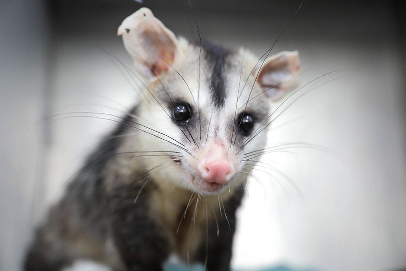 Como agir ao encontrar um animal silvestre em perigo no DF