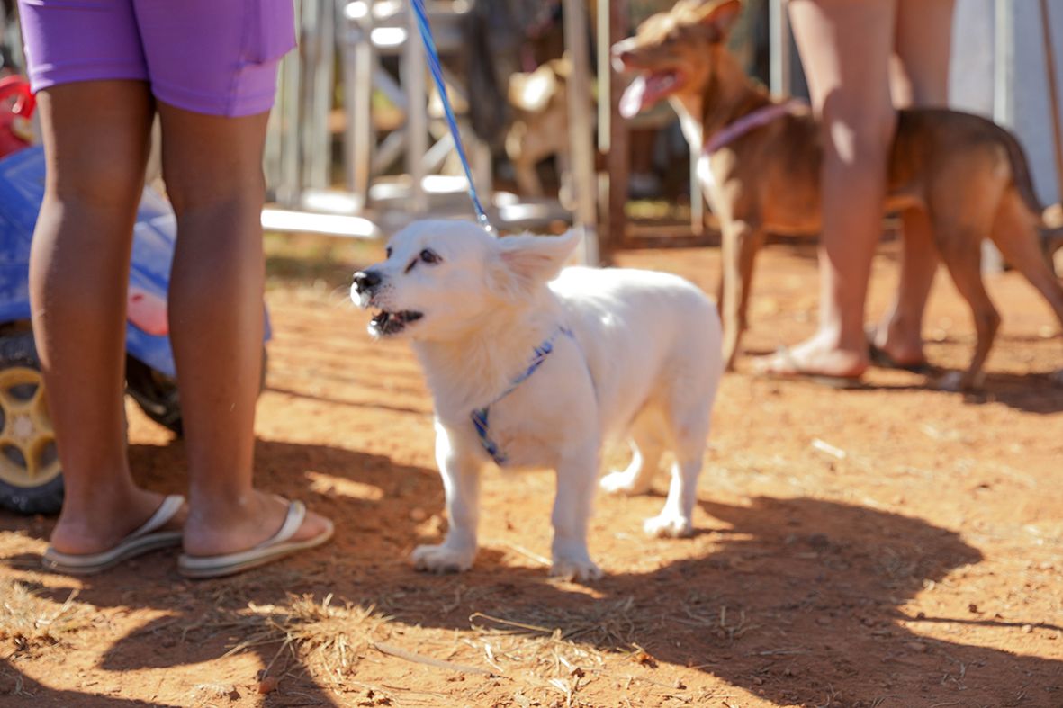 GDF na Sua Porta oferece 600 vagas para castração gratuita de cães e gatos em São Sebastião