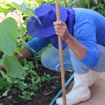 Horto agroflorestal é inaugurado no Complexo Penitenciário da Papuda