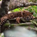 Número de onças-pintadas fêmeas caí 77% nas regiões de florestas inundáveis da Amazônia