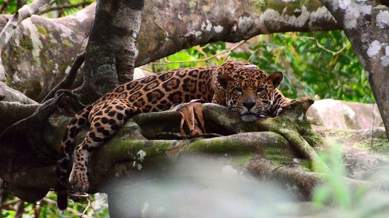 Número de onças-pintadas fêmeas caí 77% nas regiões de florestas inundáveis da Amazônia