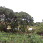 Parque Ambiental do Colégio Agrícola de Brasília passa a se chamar Parque Distrital Lobo-Guará