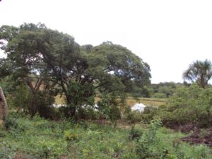 Parque Ambiental do Colégio Agrícola de Brasília passa a se chamar Parque Distrital Lobo-Guará