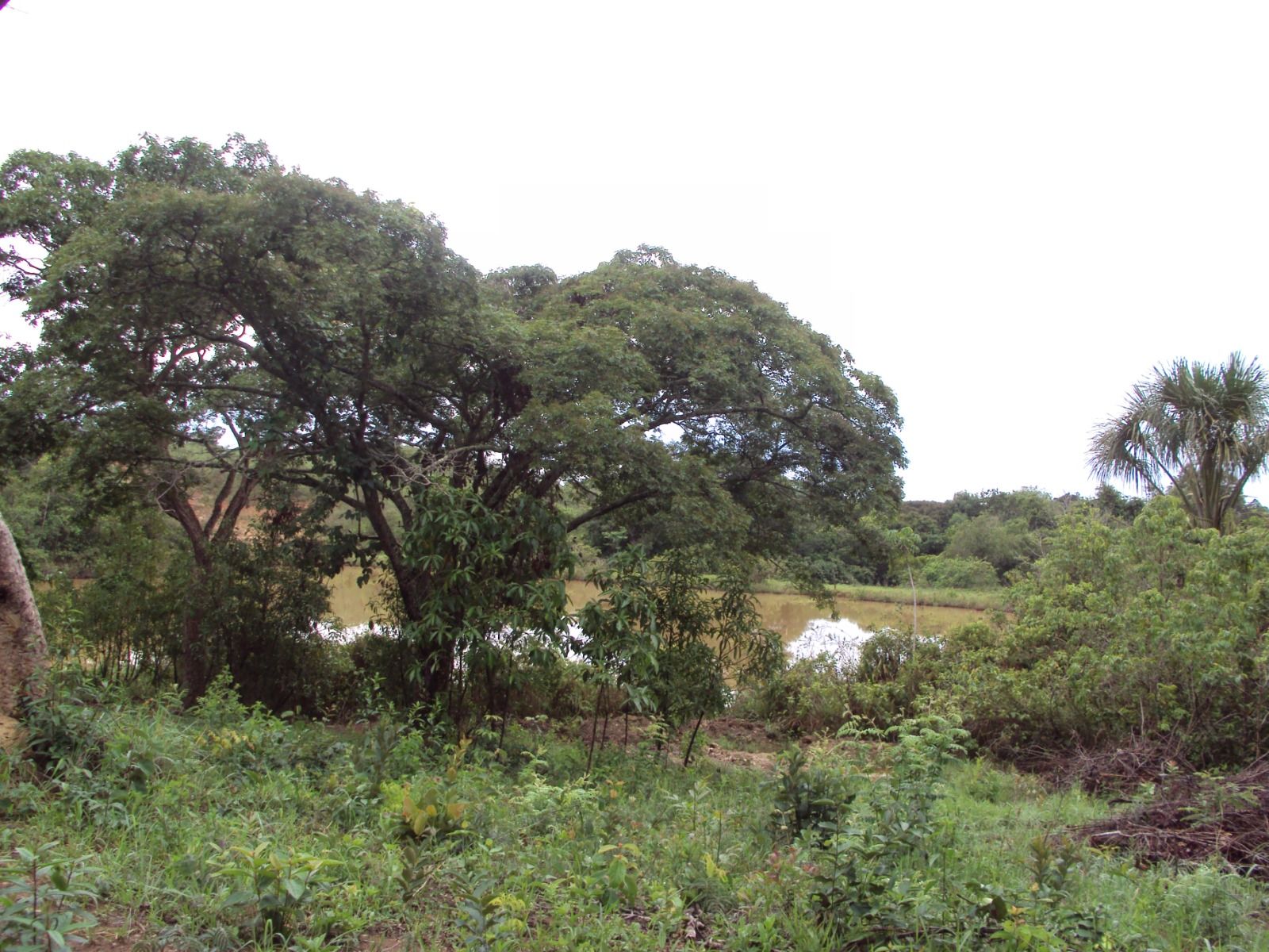 Parque Ambiental do Colégio Agrícola de Brasília passa a se chamar Parque Distrital Lobo-Guará