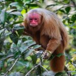 Pesquisador recebe prêmio internacional por estudos sobre uacaris na Amazônia