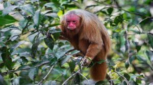 Pesquisador recebe prêmio internacional por estudos sobre uacaris na Amazônia