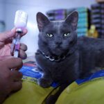 Raiva animal e leishmaniose: saiba como prevenir e agir em casos confirmados de doenças