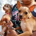 Recanto das Emas tem ação itinerante com 600 vagas para castração gratuita de cães e gatos