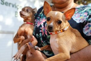 Recanto das Emas tem ação itinerante com 600 vagas para castração gratuita de cães e gatos