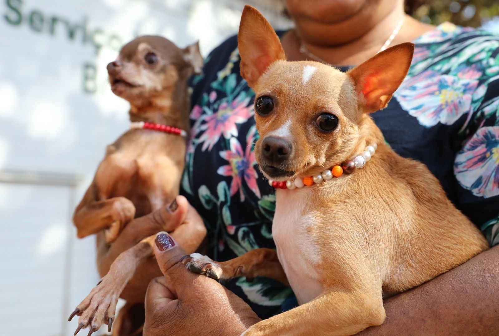 Recanto das Emas tem ação itinerante com 600 vagas para castração gratuita de cães e gatos