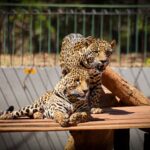 Zoológico terá entrada até as 14h em jogo do Brasil