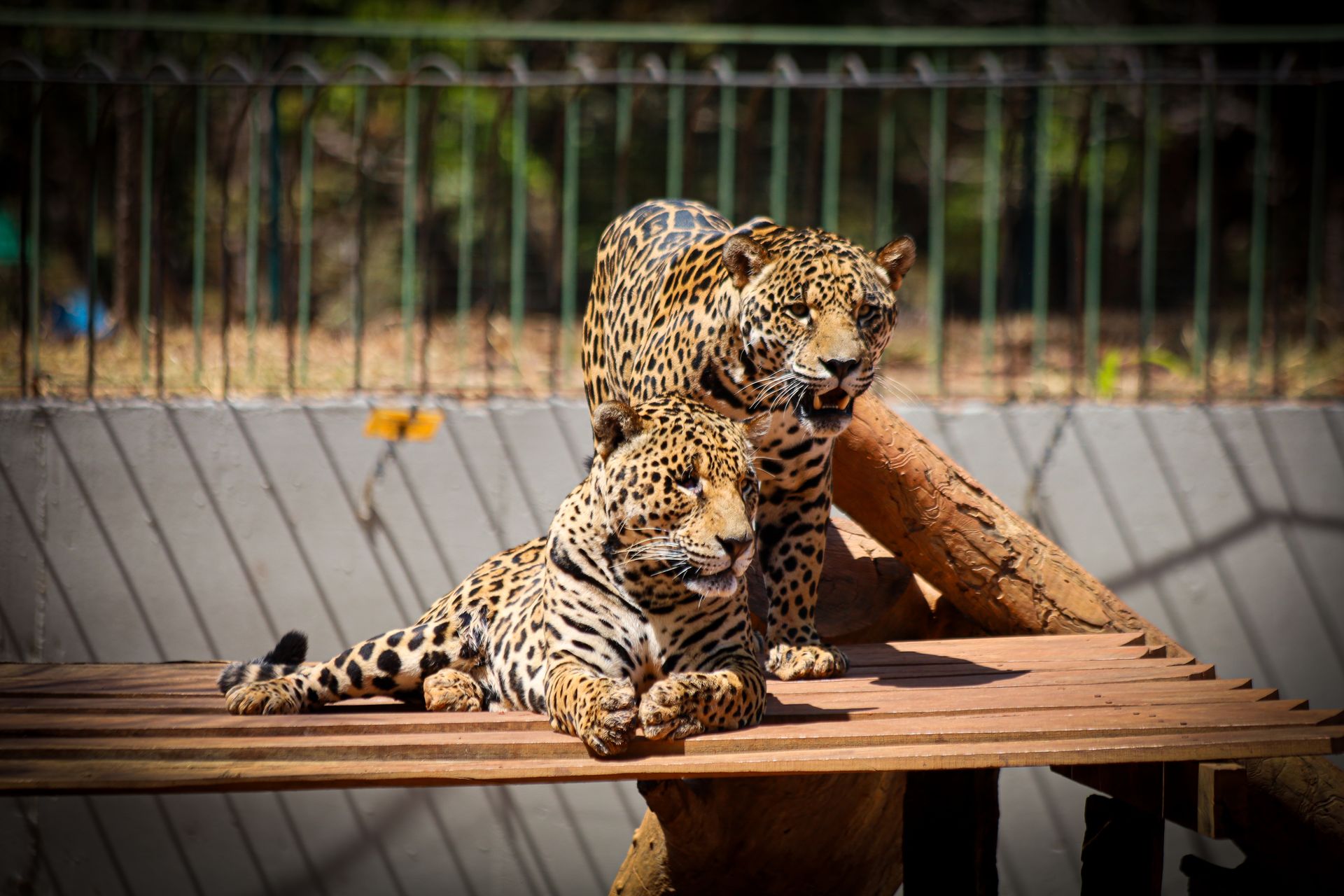 Zoológico terá entrada até as 14h em jogo do Brasil
