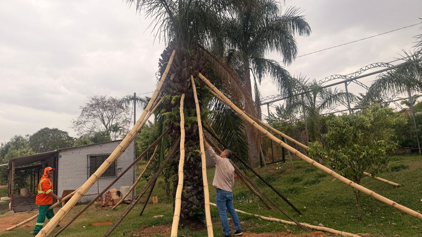 Árvores retiradas da Praça Ciro Lisita estão vivas e recuperação segue dentro do previsto