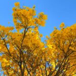 Com cerca de 50 mil exemplares, ipês transformam paisagem de Goiânia durante período de floração