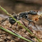 Mudanças climáticas na Mata Atlântica alteram o trabalho das formigas
