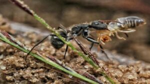 Mudanças climáticas na Mata Atlântica alteram o trabalho das formigas