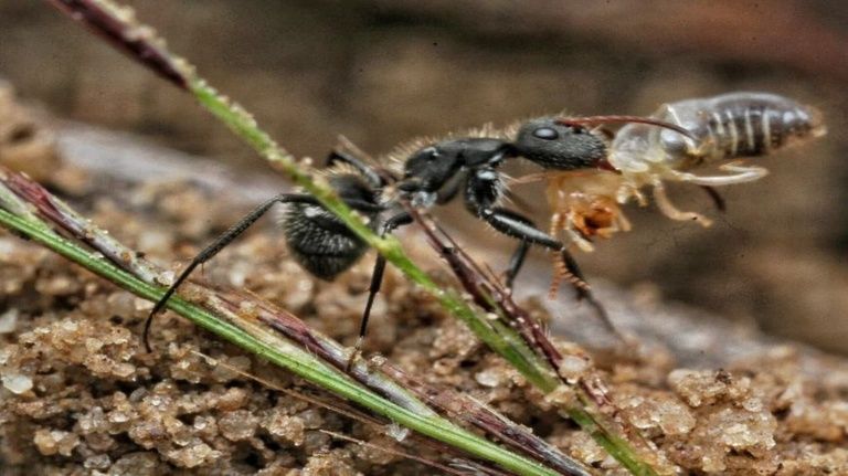 Mudanças climáticas na Mata Atlântica alteram o trabalho das formigas